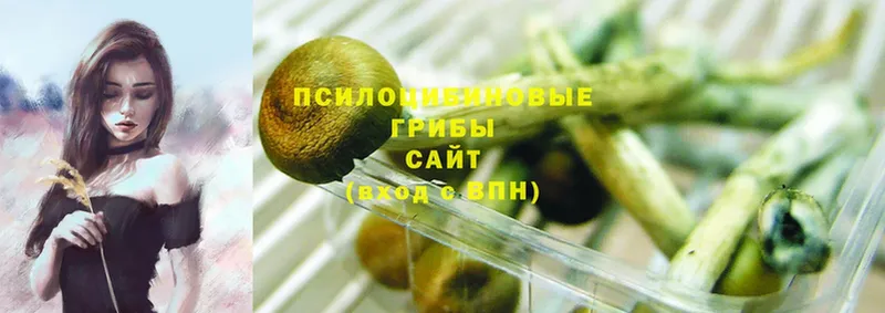 Псилоцибиновые грибы Psilocybe  Бугульма 